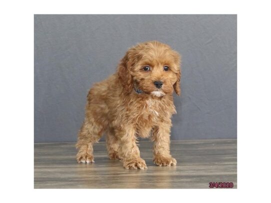 Cock A Poo DOG Male Red 13144 Petland Pensacola, Florida