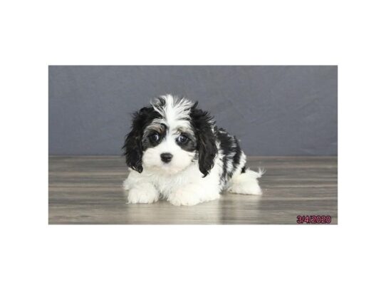 Cavachon DOG Male Black / White 13142 Petland Pensacola, Florida