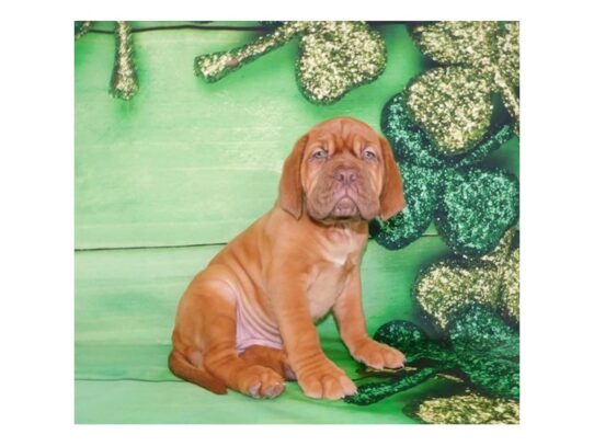 Dogue de Bordeaux DOG Female Red 13138 Petland Pensacola, Florida