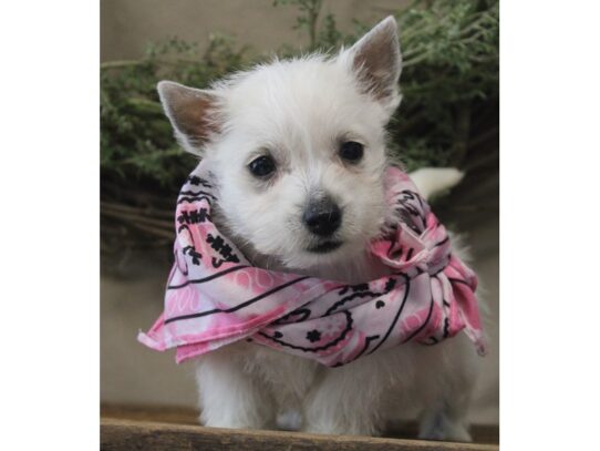 West Highland White Terrier DOG Female White 13164 Petland Pensacola, Florida