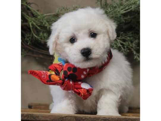 Bichon Frise DOG Male White 13163 Petland Pensacola, Florida