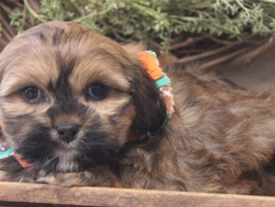 Lhasalier DOG Male Golden 13162 Petland Pensacola, Florida