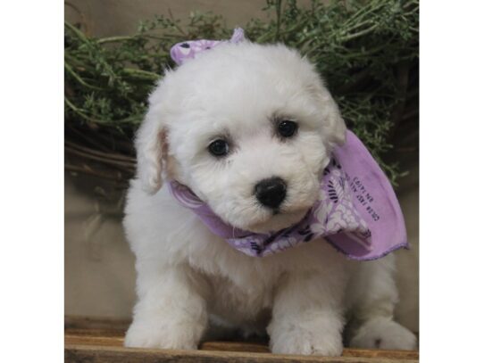 Bichon Frise DOG Female White 13160 Petland Pensacola, Florida