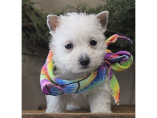 West Highland White Terrier-DOG-Female-White-13159-Petland Pensacola, Florida