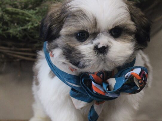 Shih Tzu DOG Male Gold / White 13158 Petland Pensacola, Florida