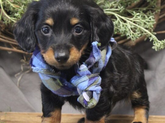 Dachshund DOG Male Black / Tan 13157 Petland Pensacola, Florida