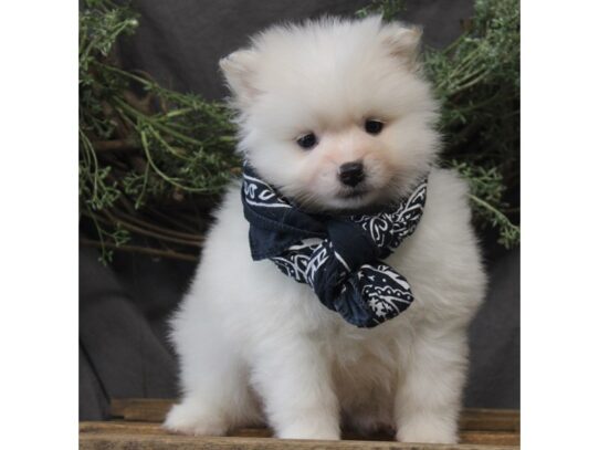 American Eskimo-DOG-Male-White-13156-Petland Pensacola, Florida