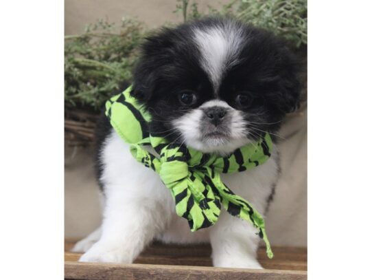 Japanese Chin DOG Male Black / White 13155 Petland Pensacola, Florida