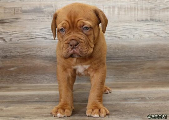 Dogue de Bordeaux DOG Male Red 1075 Petland Pensacola, Florida