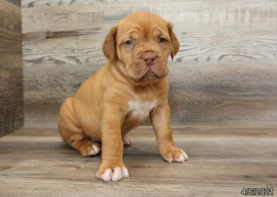 Dogue De Bordeaux-DOG-Female-Red-1076-Petland Pensacola, Florida