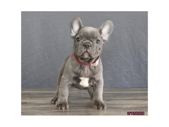 French Bulldog-DOG-Male-Blue-13182-Petland Pensacola, Florida
