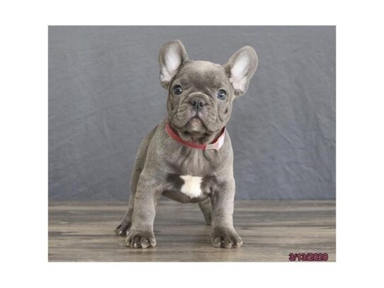 French Bulldog DOG Male Blue 13182 Petland Pensacola, Florida