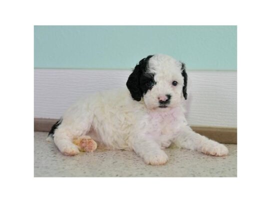 Poodle DOG Female White / Black 13179 Petland Pensacola, Florida