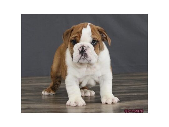 Bulldog DOG Male Brindle 13171 Petland Pensacola, Florida