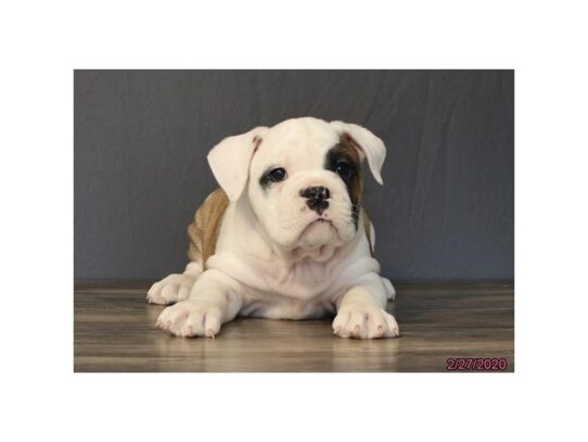 Victorian Bulldoge DOG Male Fawn / White 13181 Petland Pensacola, Florida