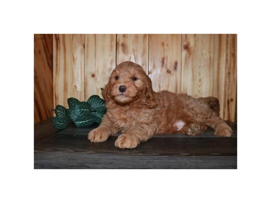 Goldendoodle Mini 2nd Gen DOG Male Red 13175 Petland Pensacola, Florida