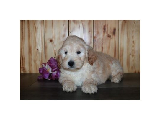 Goldendoodle Mini 2nd Gen DOG Male Cream 13176 Petland Pensacola, Florida