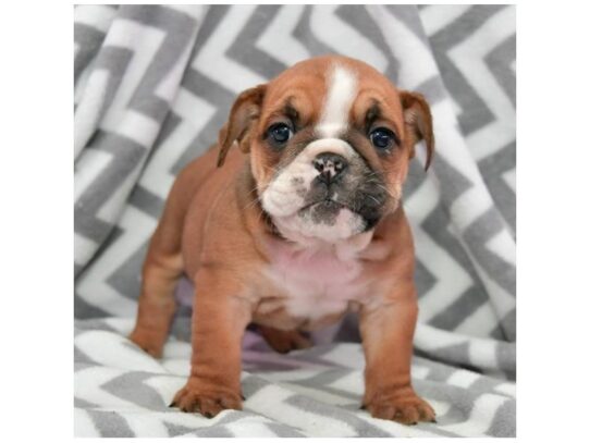 Bulldog DOG Female Dark Brown 13183 Petland Pensacola, Florida