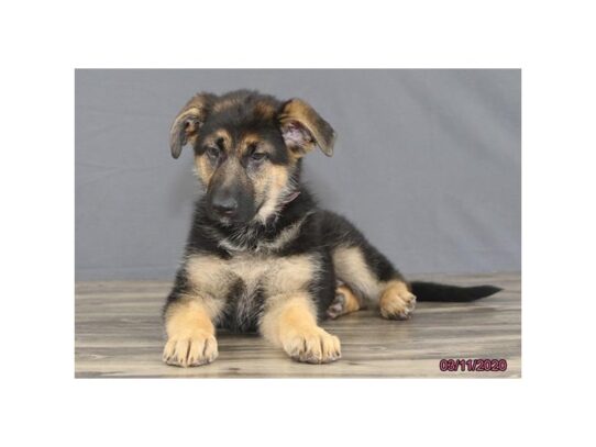 German Shepherd Dog DOG Female Black / Tan 13172 Petland Pensacola, Florida