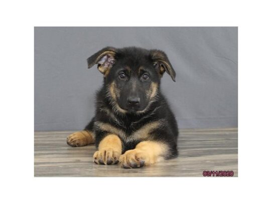 German Shepherd Dog DOG Female Black / Tan 13173 Petland Pensacola, Florida