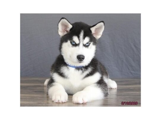 Siberian Husky DOG Male Black / White 13180 Petland Pensacola, Florida