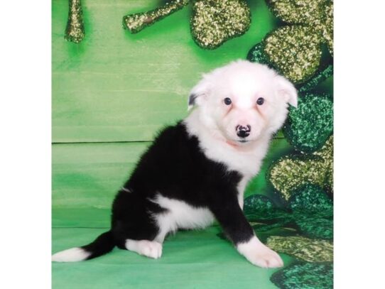 Border Collie DOG Female Black / White 13170 Petland Pensacola, Florida