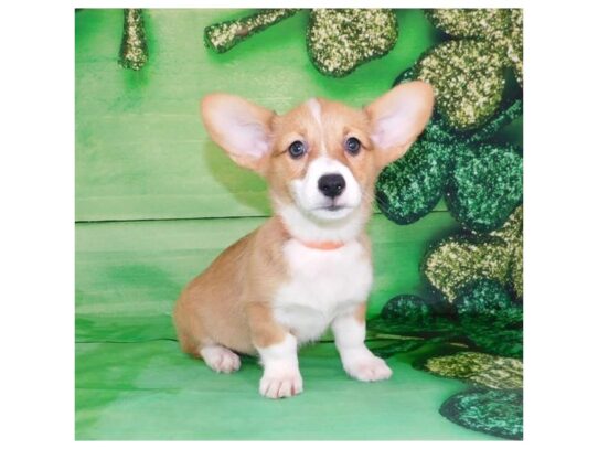 Pembroke Welsh Corgi DOG Female Red / White 13169 Petland Pensacola, Florida