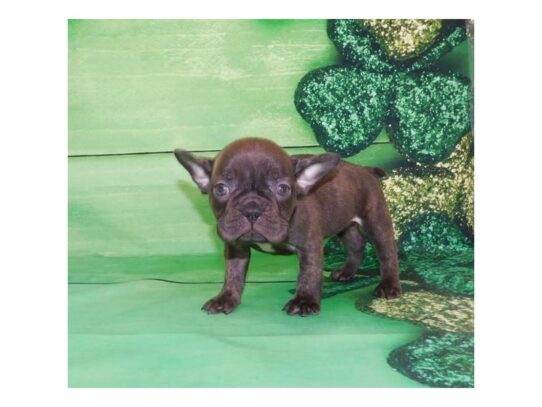 French Bulldog DOG Female Chocolate Brindle 13168 Petland Pensacola, Florida