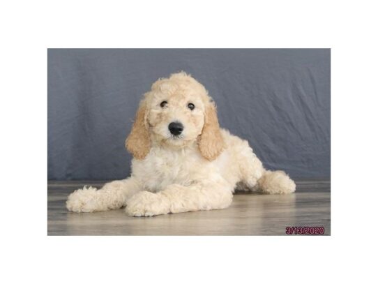 Goldendoodle 2nd Gen DOG Male Cream 13174 Petland Pensacola, Florida