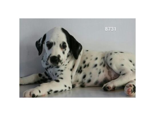 Dalmatian DOG Female White / Black 13184 Petland Pensacola, Florida