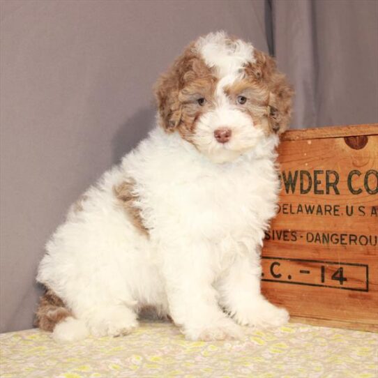 Mini Bernedoodle-DOG-Female-White / Chocolate Merle-1081-Petland Pensacola, Florida