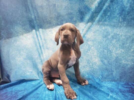 Great Dane DOG Male Blue / White 13185 Petland Pensacola, Florida