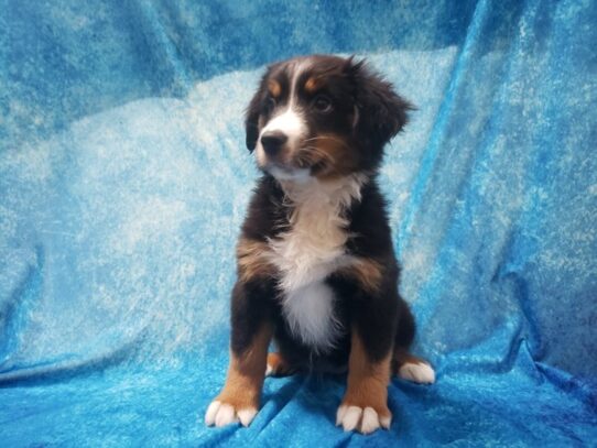 Miniature American Shepherd-DOG-Female-Black-13139-Petland Pensacola, Florida