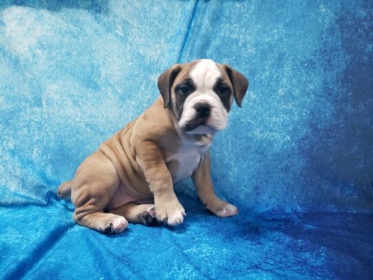 Olde Bulldog-DOG-Female-Fawn / White-13177-Petland Pensacola, Florida