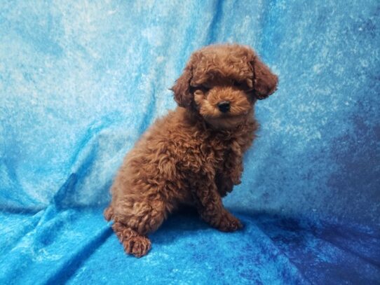 Poodle DOG Female Red 13178 Petland Pensacola, Florida