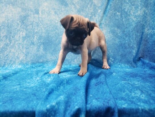 Pug DOG Female Fawn 13186 Petland Pensacola, Florida