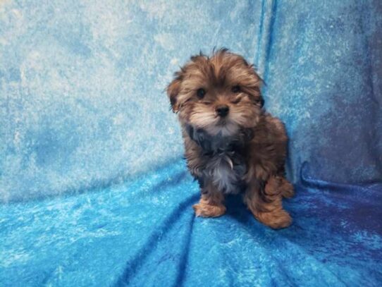 Silkese-DOG-Male-Golden-13190-Petland Pensacola, Florida