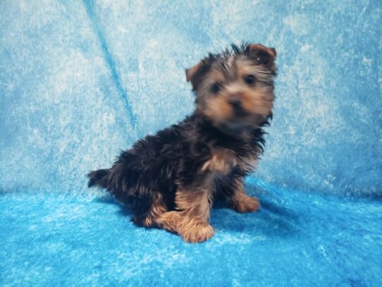 Silky Terrier DOG Male Black / Tan 13191 Petland Pensacola, Florida