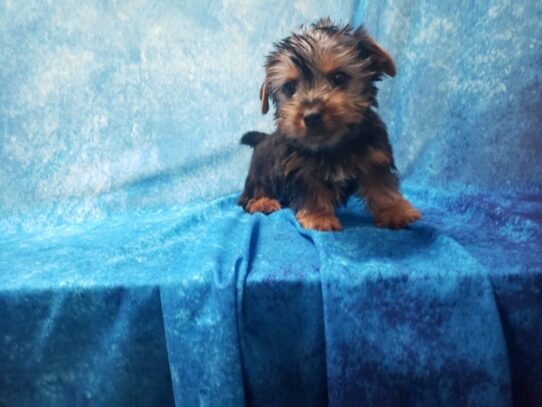 Silky Terrier DOG Female Black / Tan 13192 Petland Pensacola, Florida