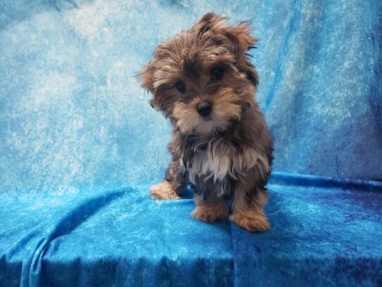 Silkese-DOG-Female-Golden-13187-Petland Pensacola, Florida