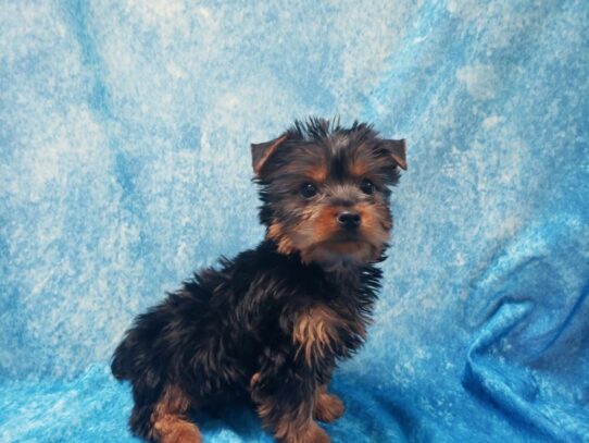 Silky Terrier DOG Male Black / Tan 13188 Petland Pensacola, Florida