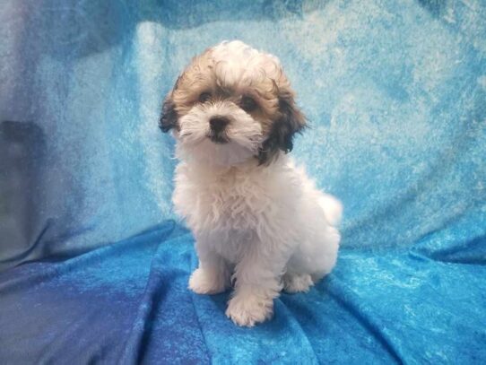 Teddy Bear DOG Female Red / White 13140 Petland Pensacola, Florida