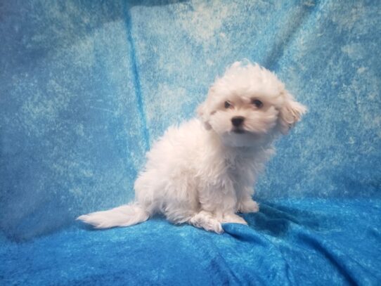 Teddy Bear DOG Male White 13141 Petland Pensacola, Florida