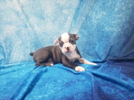 Boston Terrier DOG Male Blue 13201 Petland Pensacola, Florida