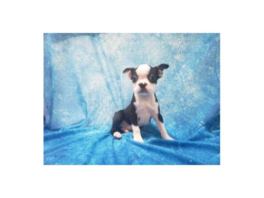 Boston Terrier DOG Male Black / White 13202 Petland Pensacola, Florida