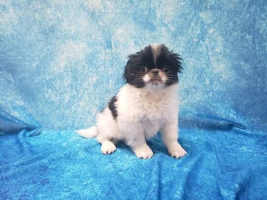 Japanese Chin DOG Female Black / White 13193 Petland Pensacola, Florida