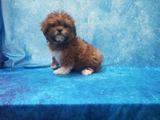 Lhasa Apso DOG Female Golden 13195 Petland Pensacola, Florida