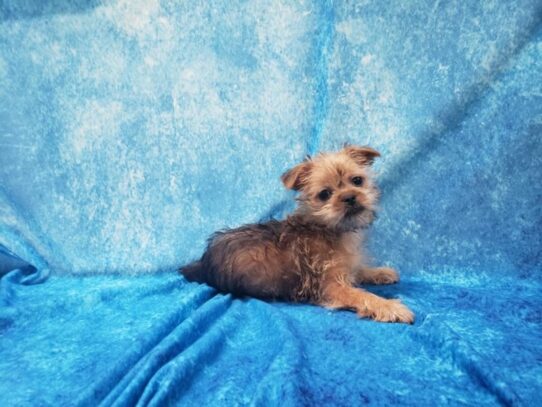 Silky Griffon DOG Female Red 13194 Petland Pensacola, Florida