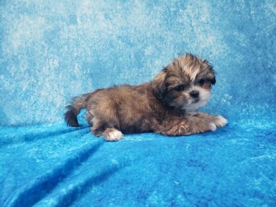 Lhasa Apso DOG Male Golden / White 13200 Petland Pensacola, Florida