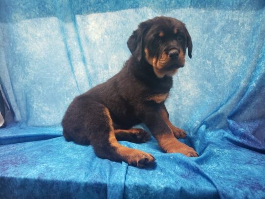 Rottweiler DOG Female Black / Rust 13197 Petland Pensacola, Florida